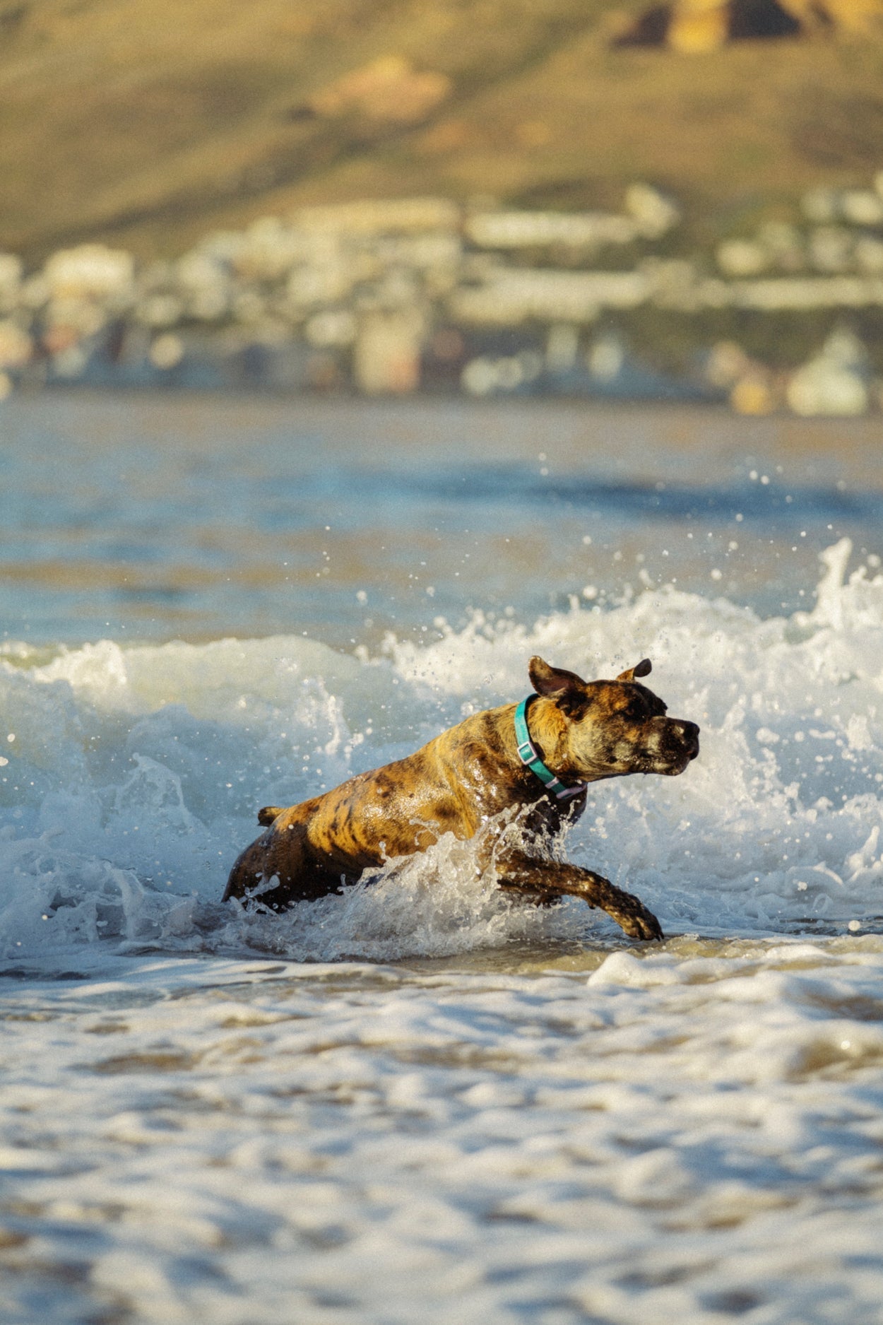 Top 10 Dog Friendly Beaches in Cape Town