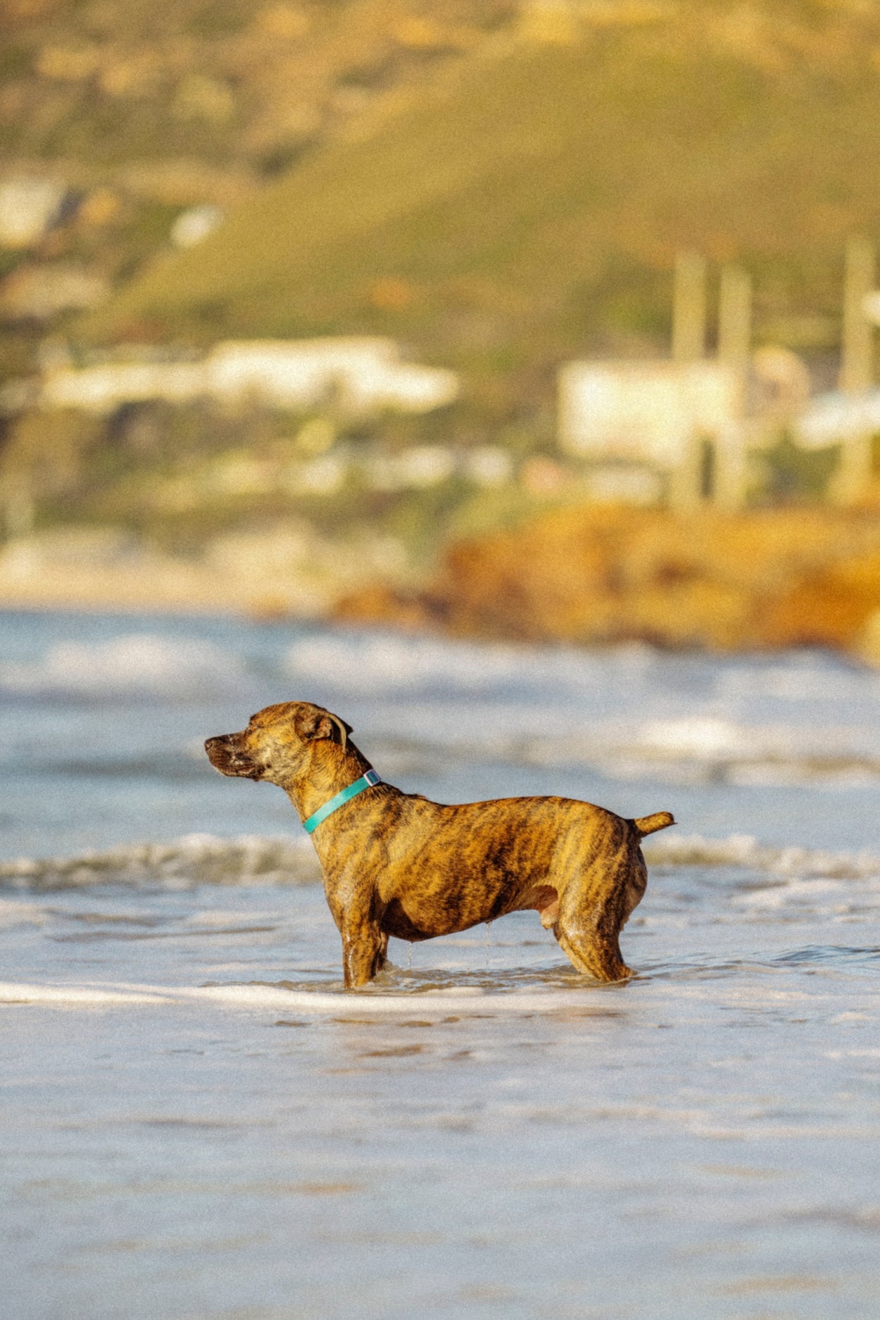 Collars vs harnesses: what’s best for daily walks?