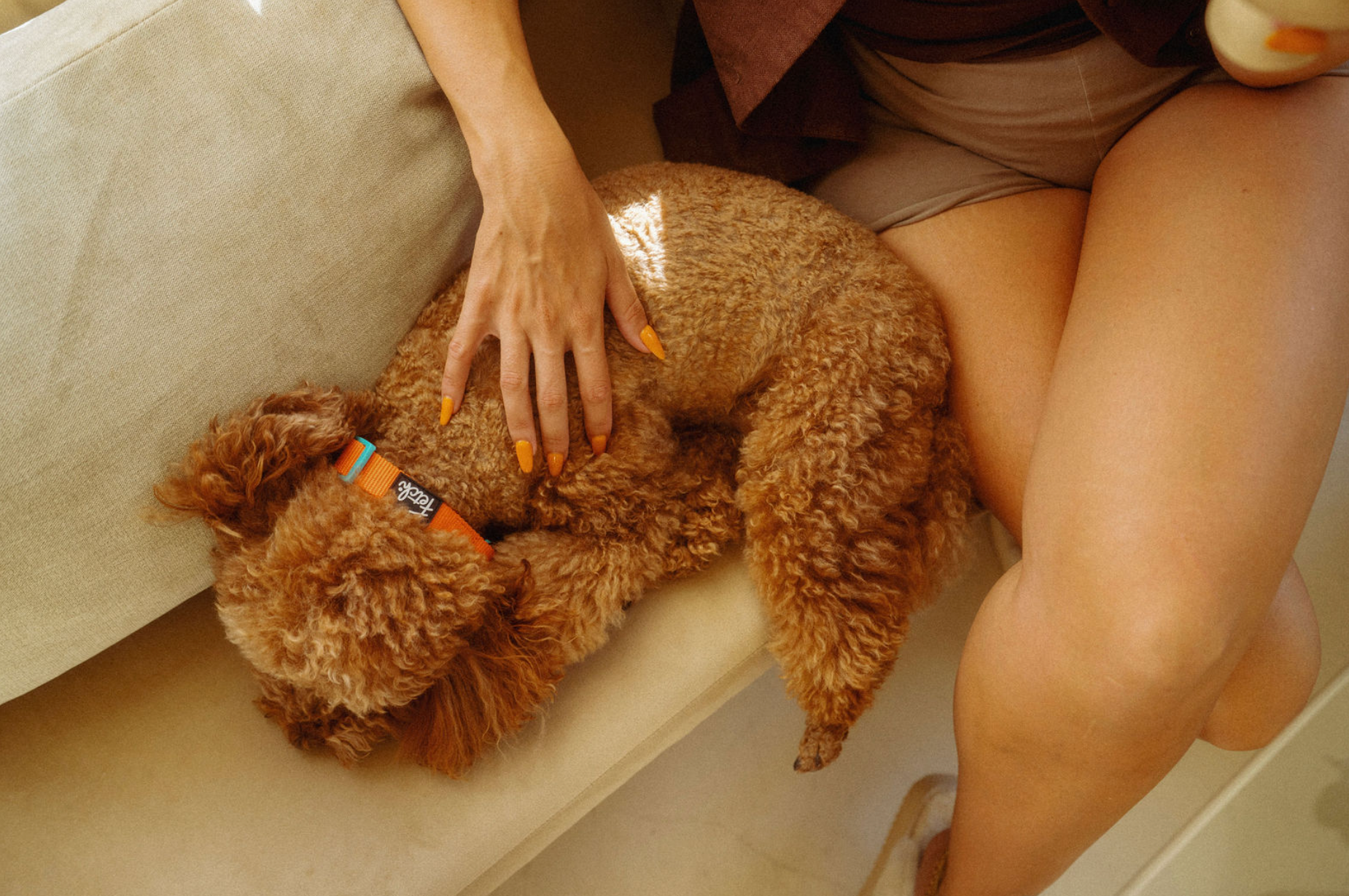 Where to Find Cape Town’s Most Dog-Friendly Cafés