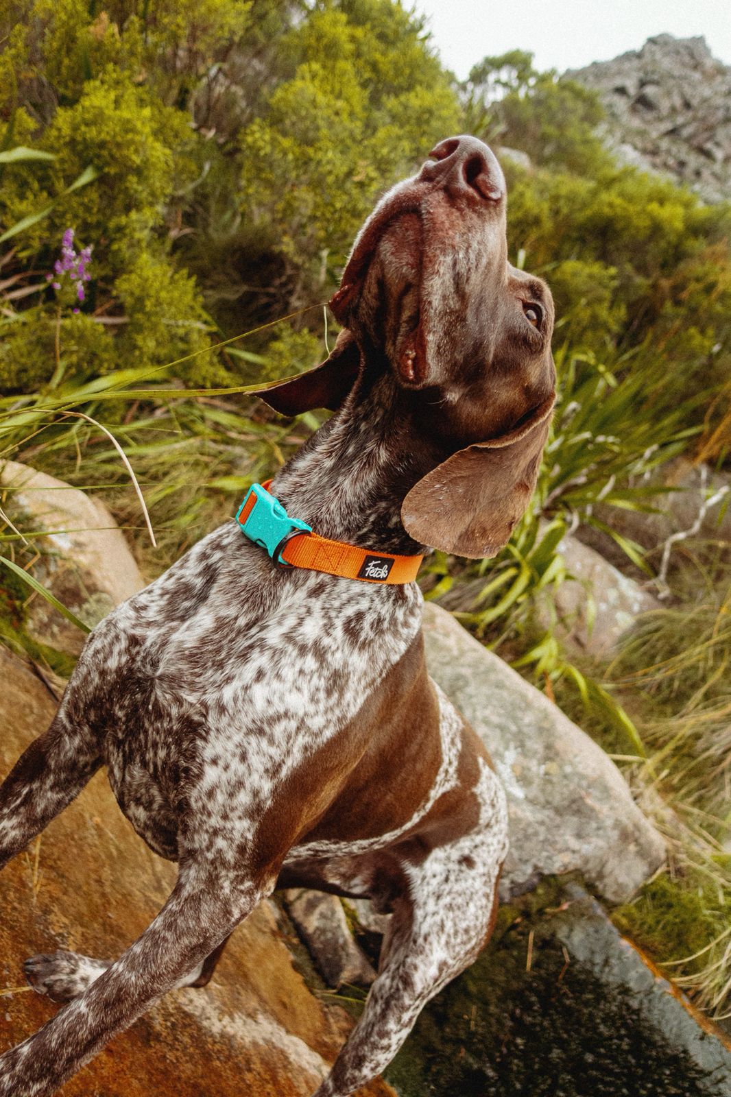 How to choose the right harness for your dog