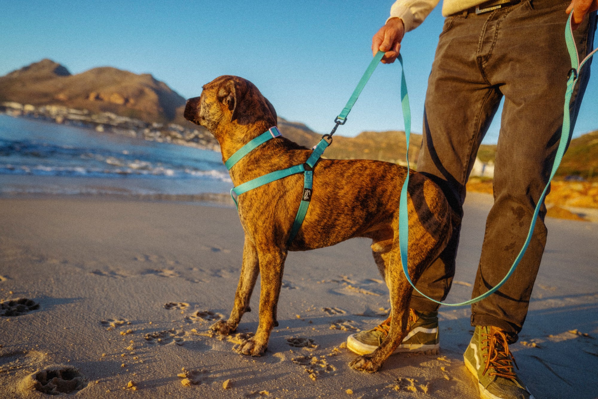 The Toby Harness