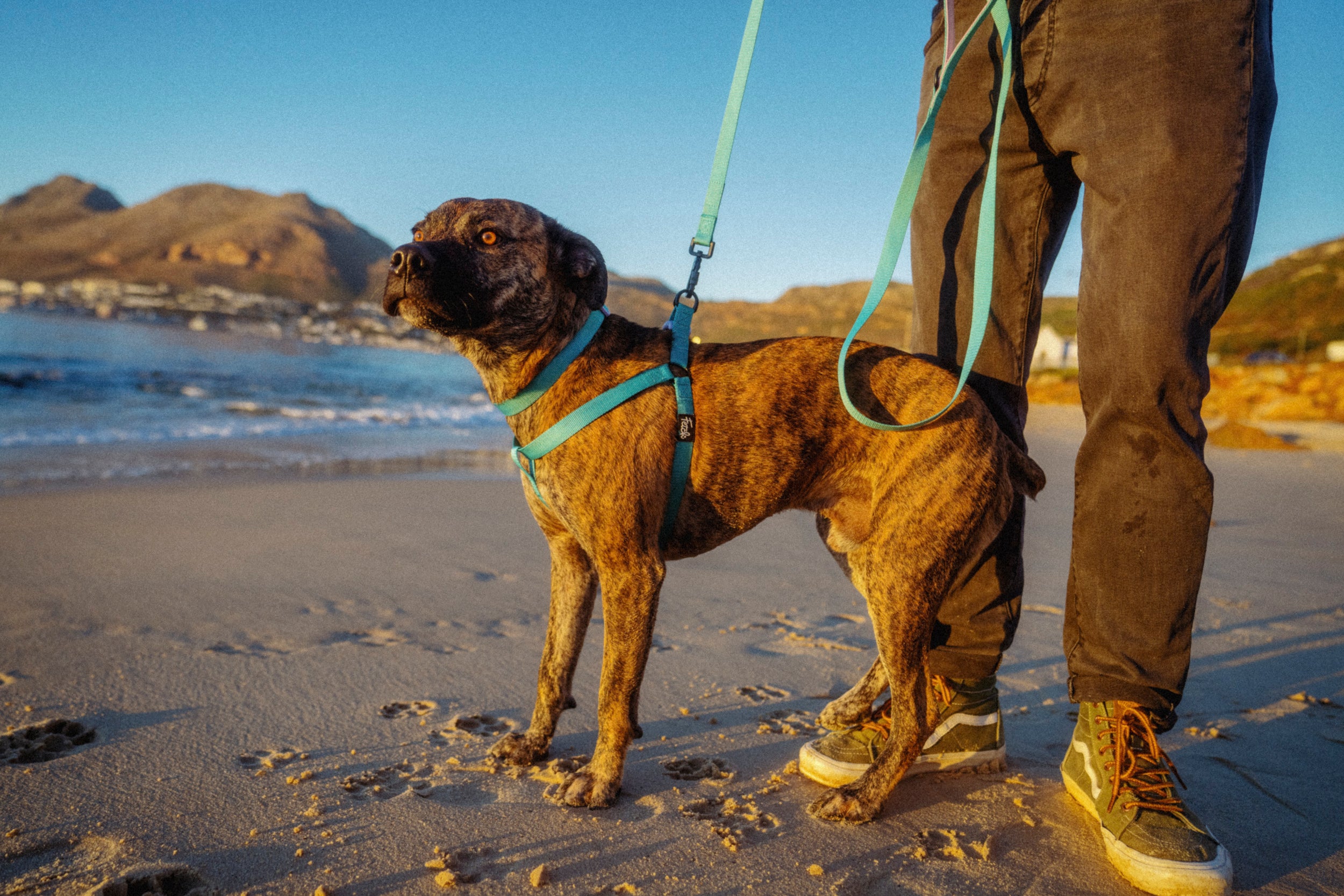 The Sunny Harness