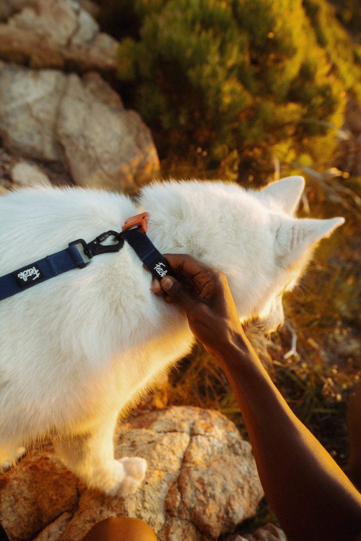 The Gigi Collar